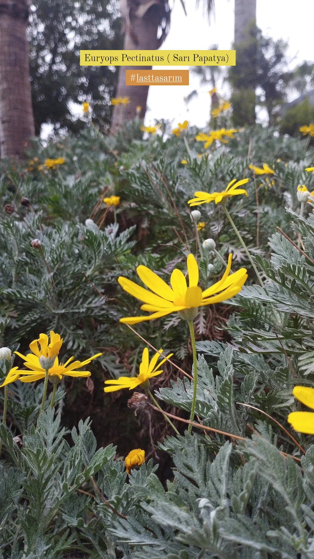 Ruhsat Projelerinde Bitki Seçim Standartları ve Yasal Zorunluluklar