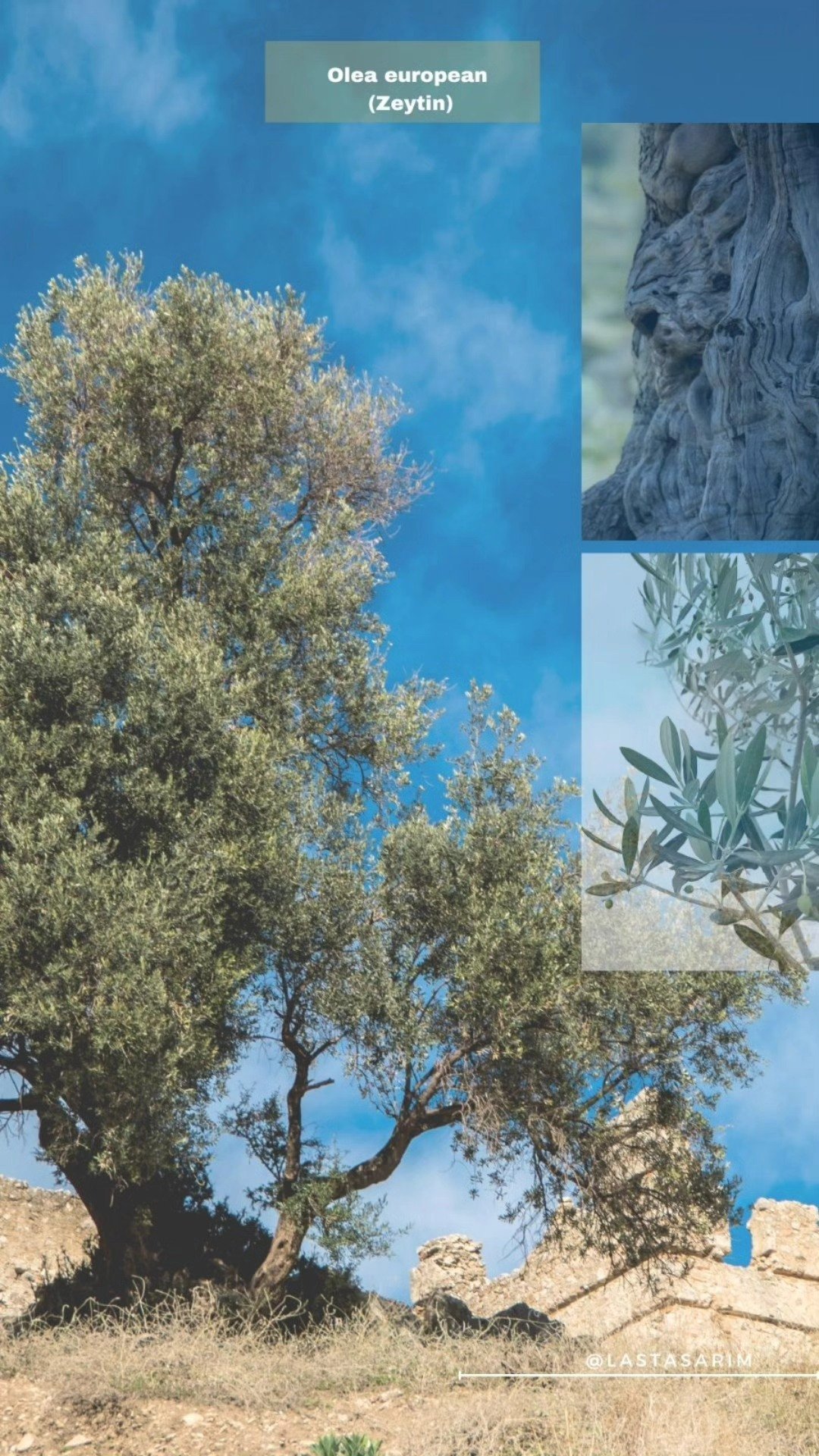 Zeytinlik Yaşam Alanı