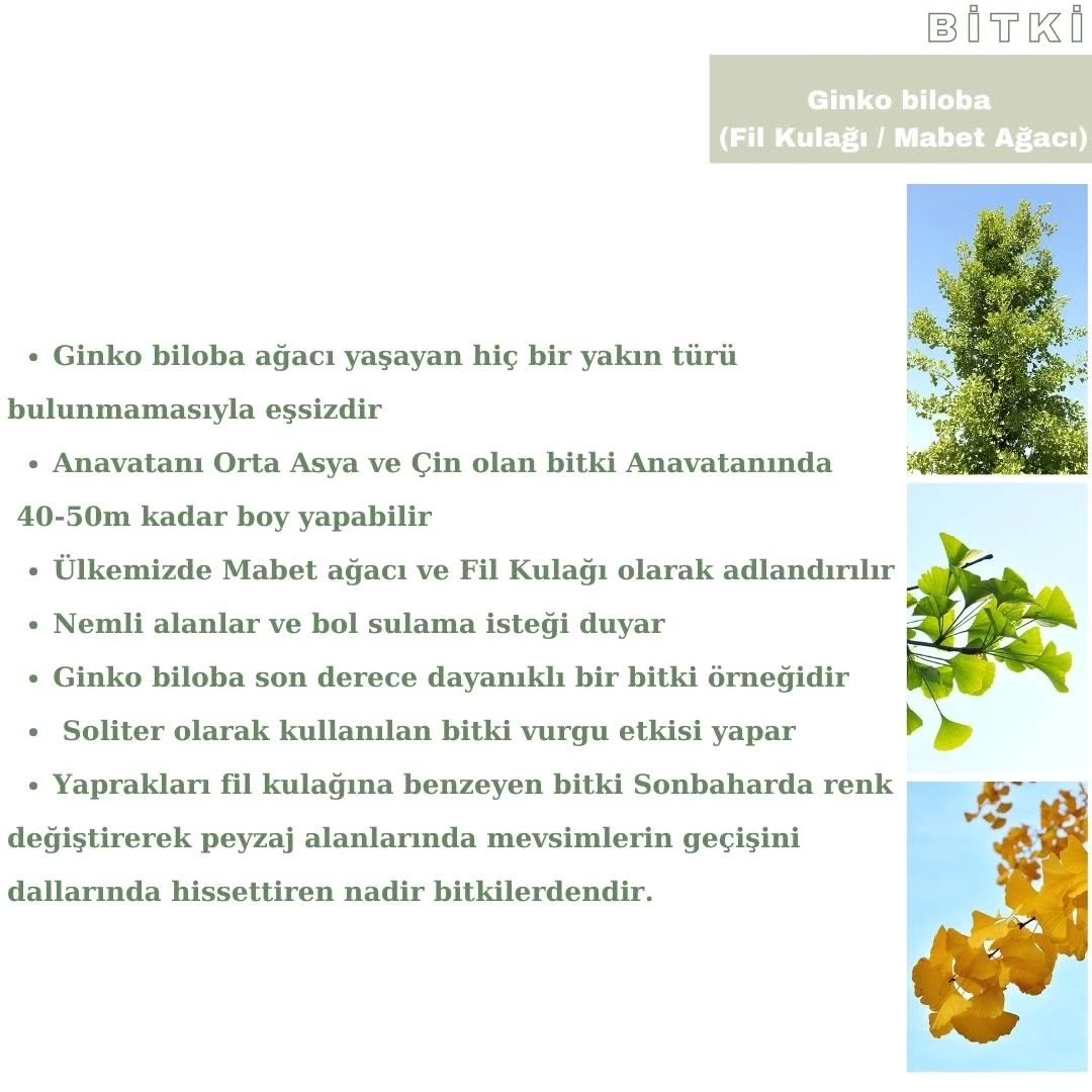 Yapı Ruhsatı İçin Peyzaj Projesi Zorunlu mu?